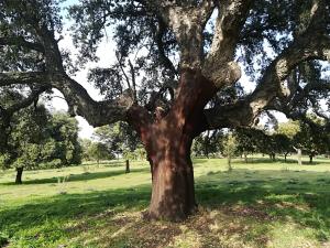 Quercus suber__ Alcornoques